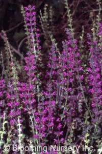 Salvia nemorosa 'Royal Distinction'